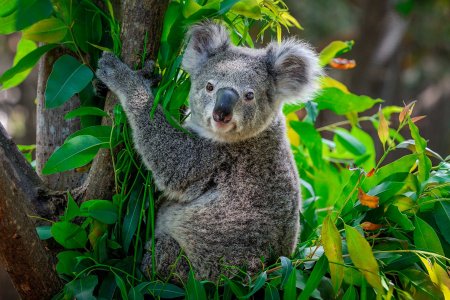 Эндемики коала