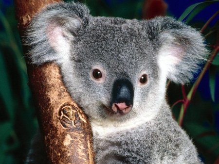 Лысая коала