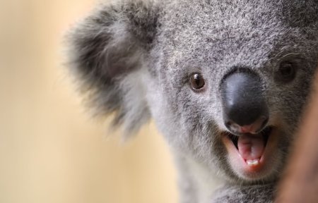 Смешная мордочка коалы