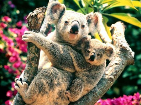 Animal Planet коала