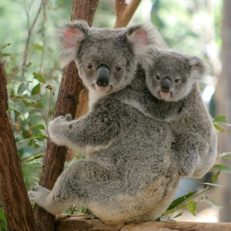 Lone Pine Koala Sanctuary Брисбен