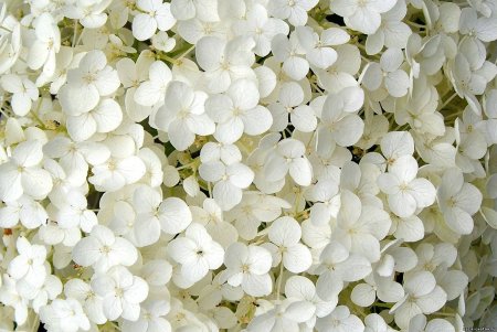 Декоративные белые мелкие цветы