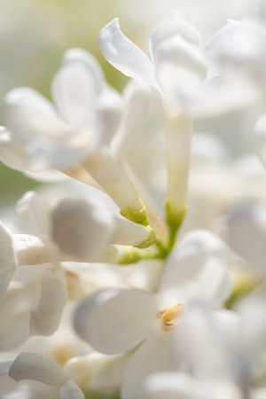 Картинки в белых тонах