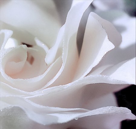 Белый цветок нежность