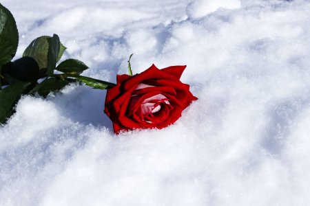 Красная роза на снегу