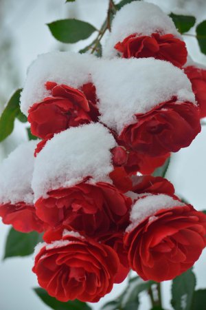 Цветы в снегу