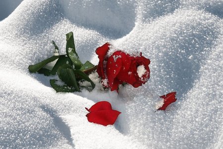 Стоковые фотографии по запросу Зимние розы