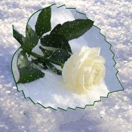Цветы для зимнего настроения