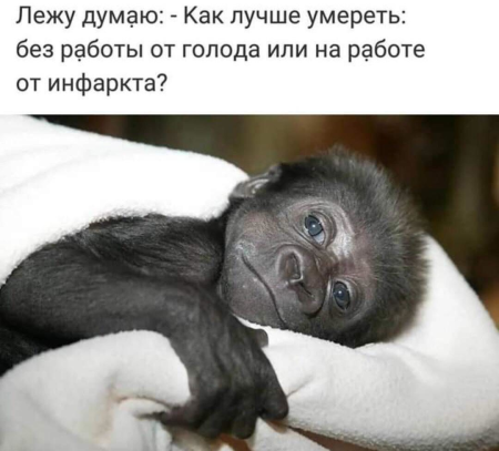 Доброе утро обезьяна