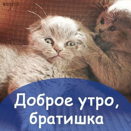 Доброе утро братишка