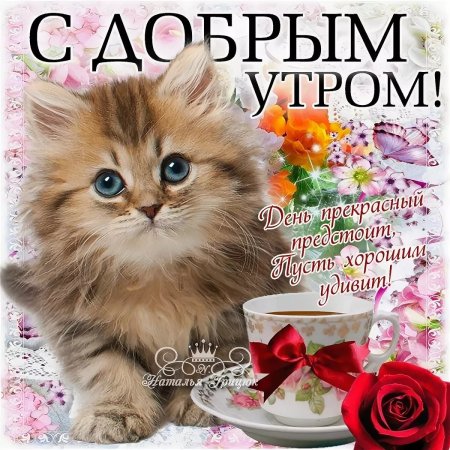Открытки с добрым утром с котиками