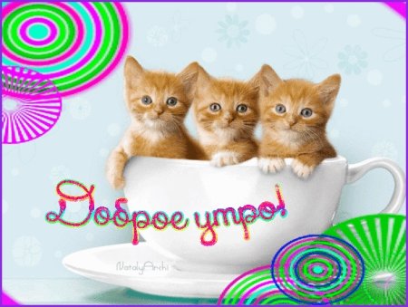 Открытки с котятами доброе утро