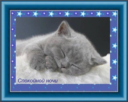 Животные желают спокойной ночи