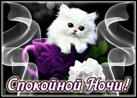 Открытки спокойной ночи с котятами