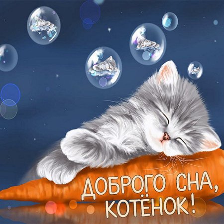 Котенок. Спокойной ночи!