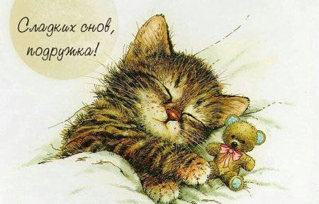 Открытка спящий котик