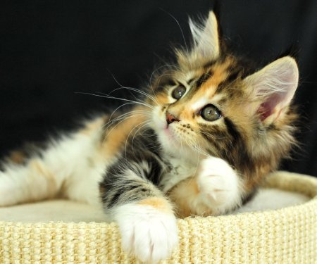 Спокойной ночи до завтра