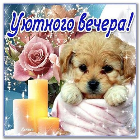Добрый вечер собачки