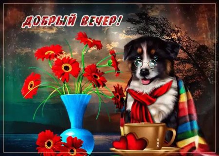Добрый вечер собачки