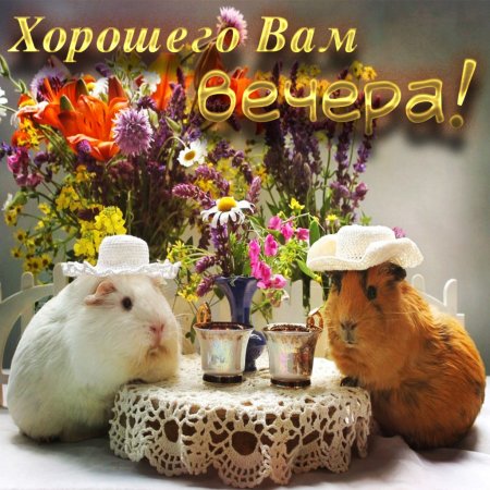Хороший вечер