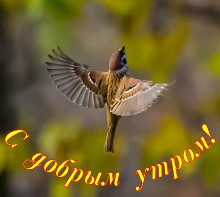 Пожелания с добрым утром с птичками