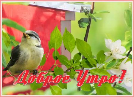 Открытка доброе утро с птичками