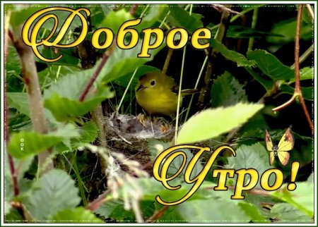 Открытки с добрым утром с птичками