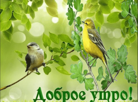 Доброе утро с птичками
