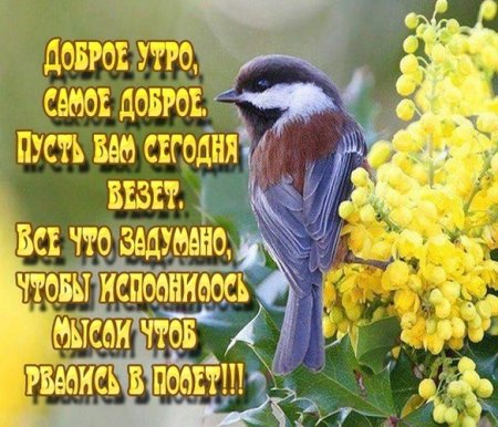 Открытки с добрым утром с птицами