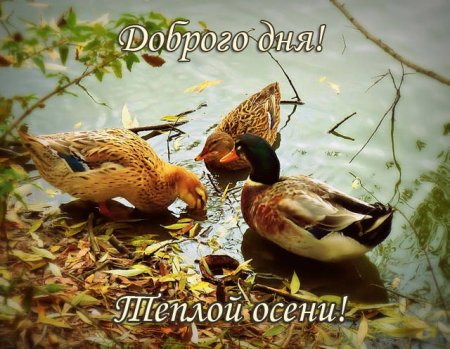 Осень птицы с добрым утром