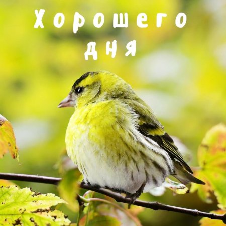 Доброе утро с птичками