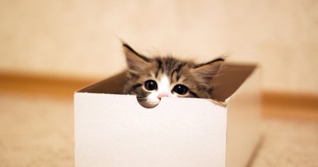 Котята в коробке