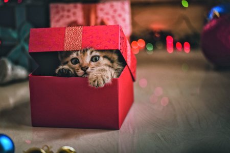 Котенок в коробке подарок