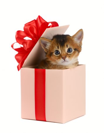 Котенок в коробочке