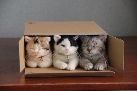 Коробка с котятами
