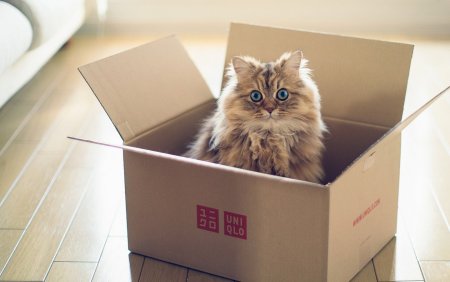 Кошечка в коробке