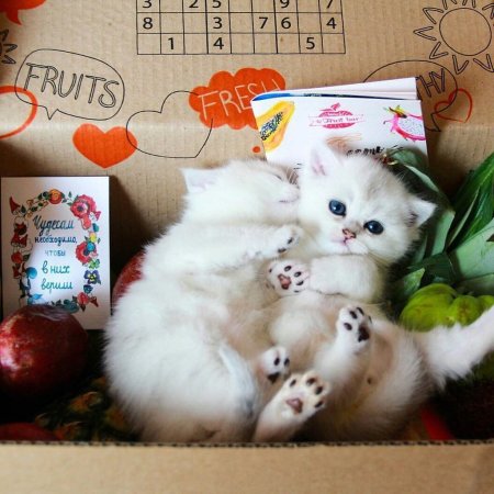 Котенок в подарочной коробке