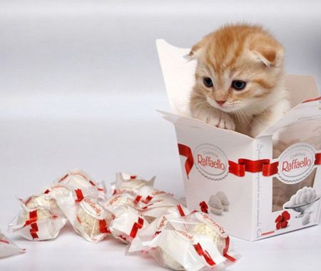 Котик с конфеткой