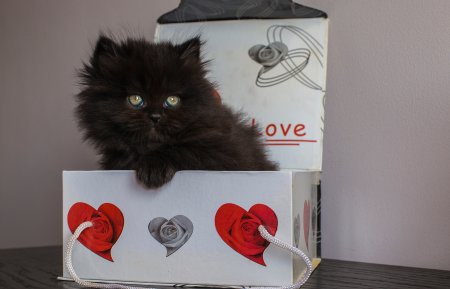 Котенок в подарочной коробке