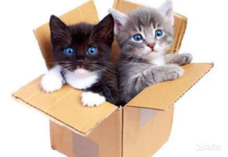Котята в коробке