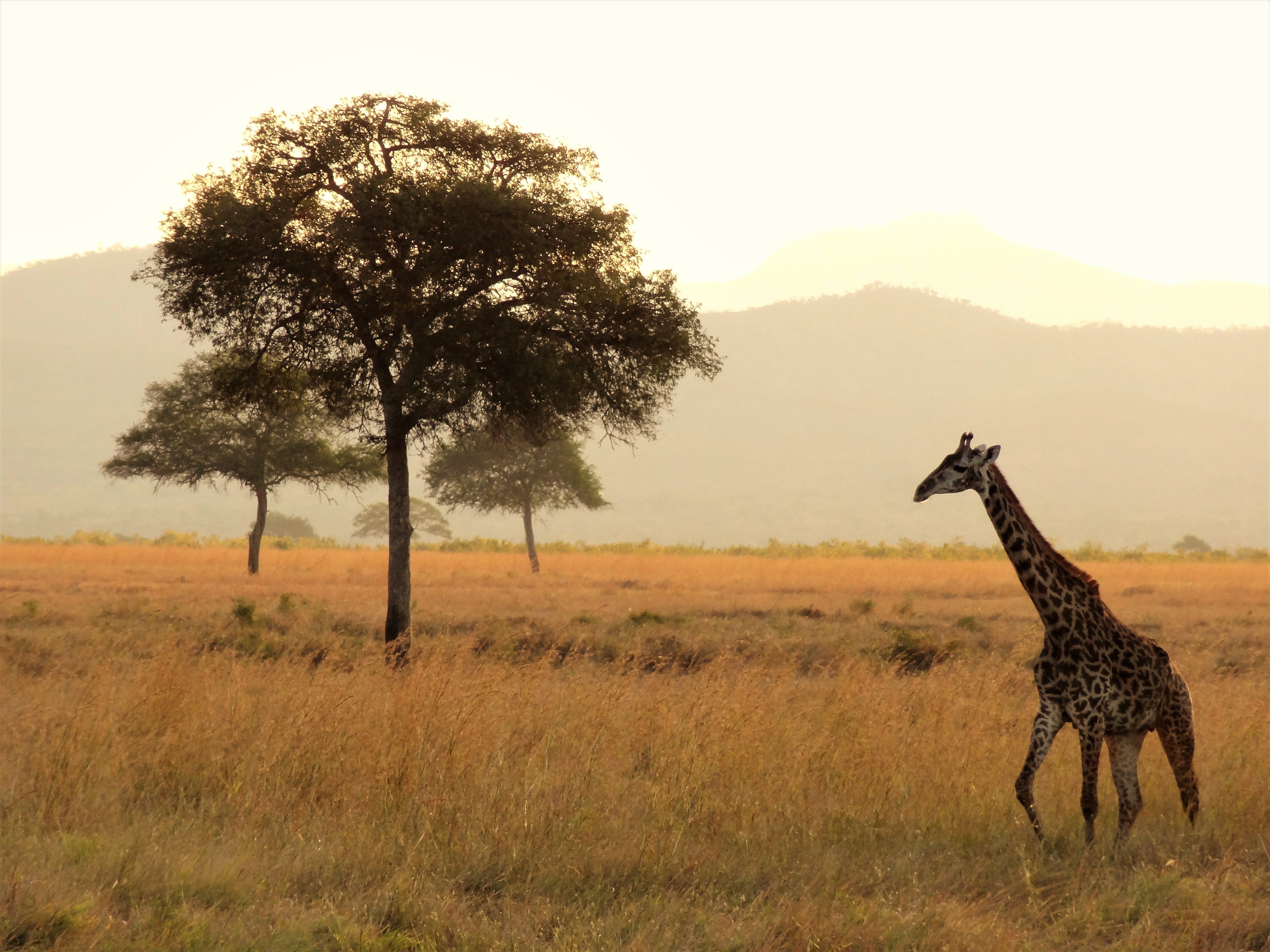 Какие в редколесьях животные. Кения Саванна. Африканская Саванна. Жираф саванны Африки. ЮАР Саванна.