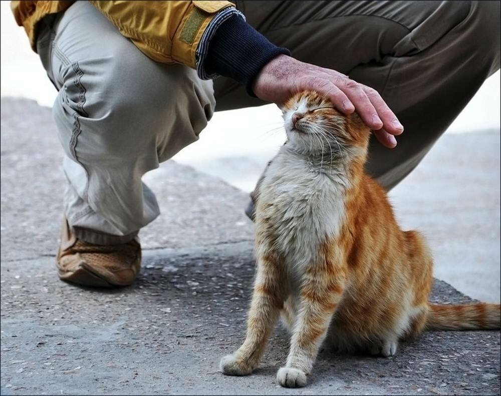 Нужна ли в жизни доброта. Доброта к животным. Добрые поступки. Сострадание к животным. Бездомные кошки.