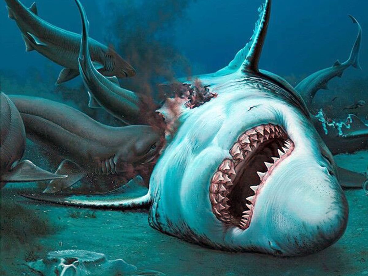 Страшная акула в мире. МЕГАЛОДОН акула монстр. Вымершая акула МЕГАЛОДОН. Акула-монстр МЕГАЛОДОН жив. Страшные акулы МЕГАЛОДОН.