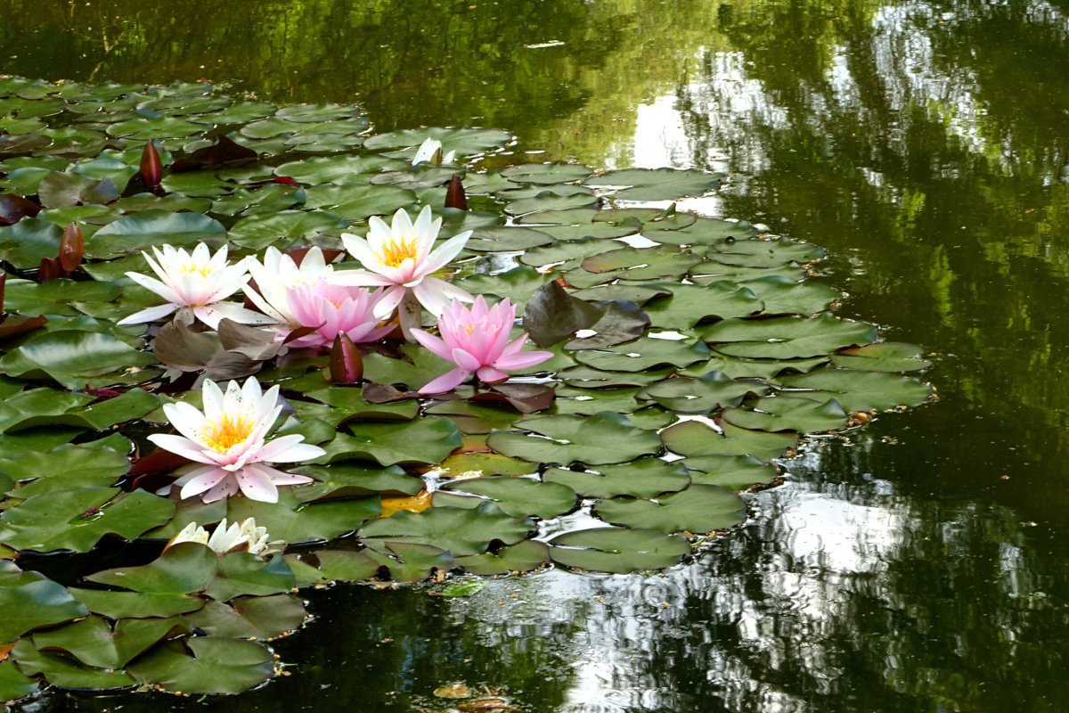 цветы растущие в воде фото