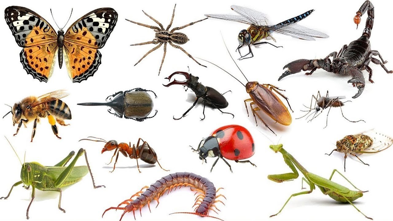 Насекомые и различные животные. Различные насекомые. Насекомые много. Многообразие насекомых. Куча разных насекомых.