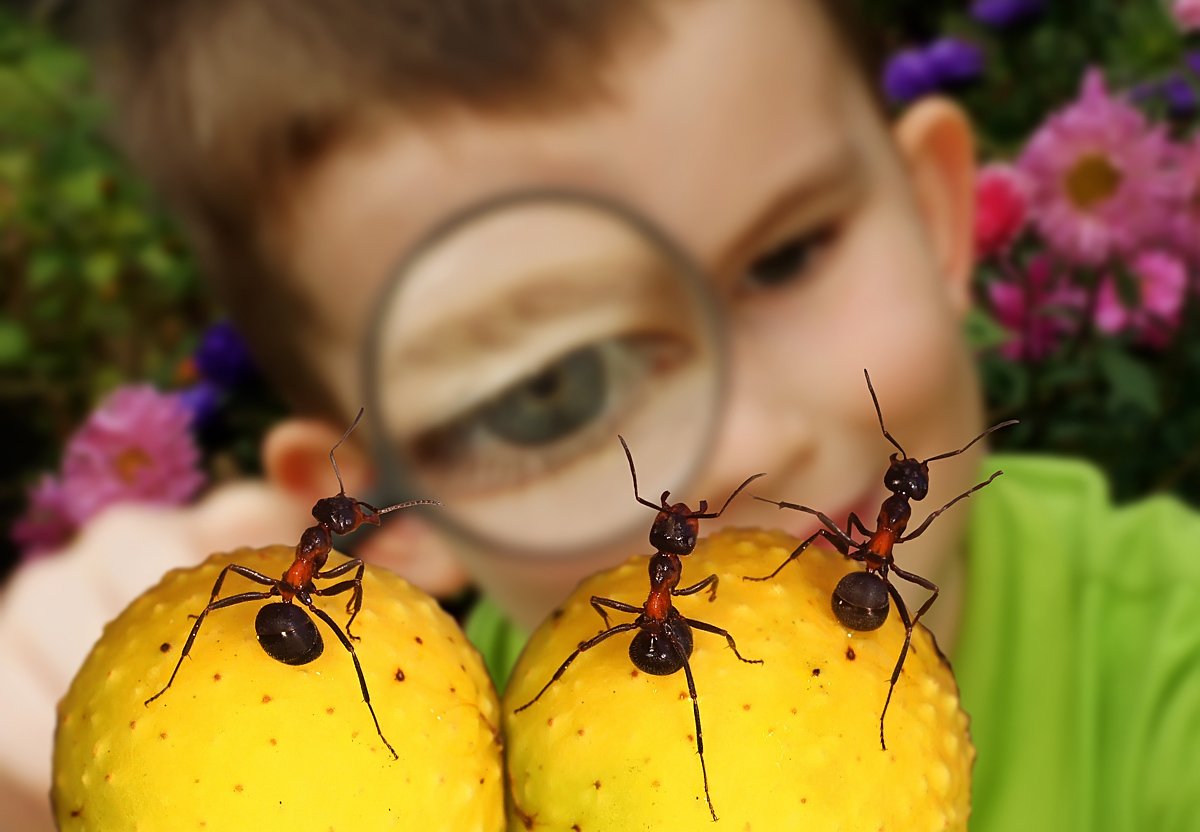 Наблюдать за бабочкой. Мир насекомых. Насекомые муравей. Насекомые для детей. Удивительный мир насекомых.