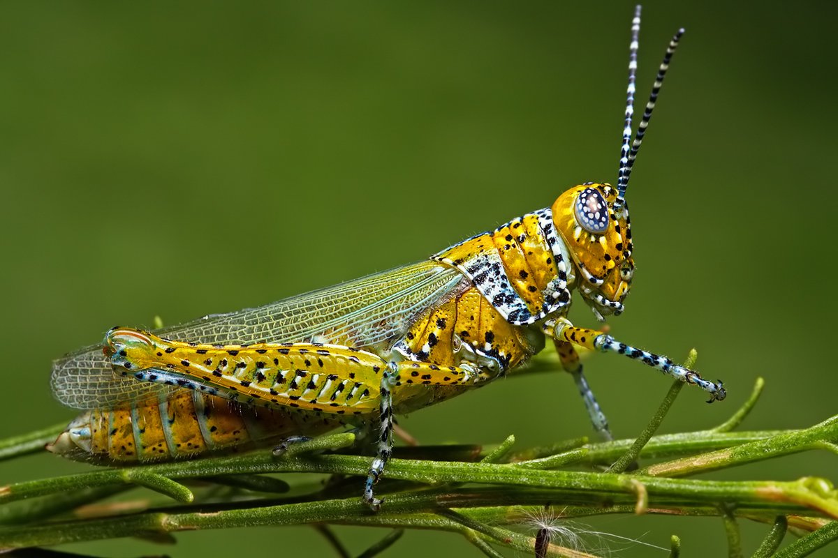 Фото насекомых. Насекомые. Красивые насекомые. Кузнечик. Самые красивые насекомые.
