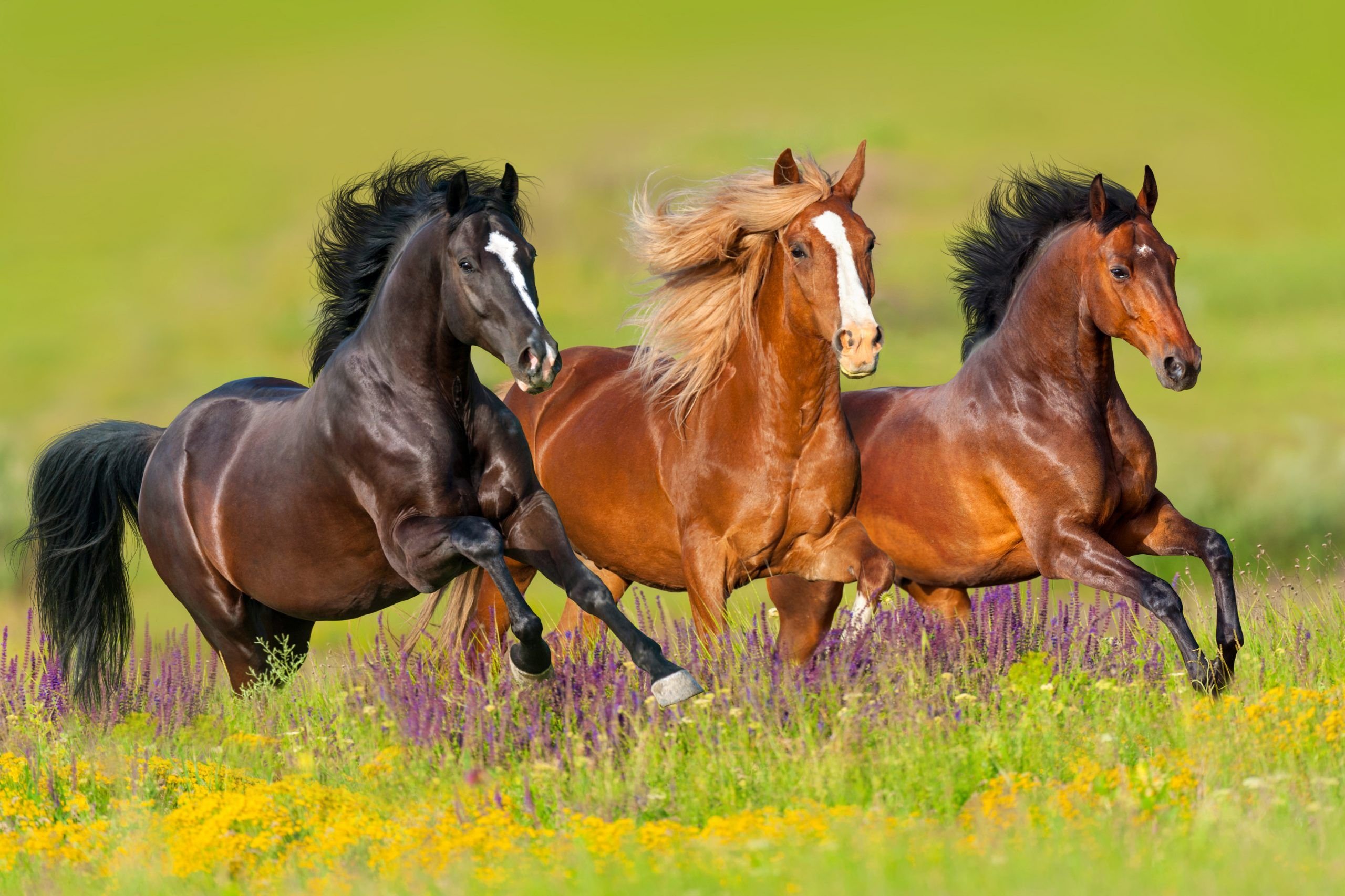 интересные фото лошадей