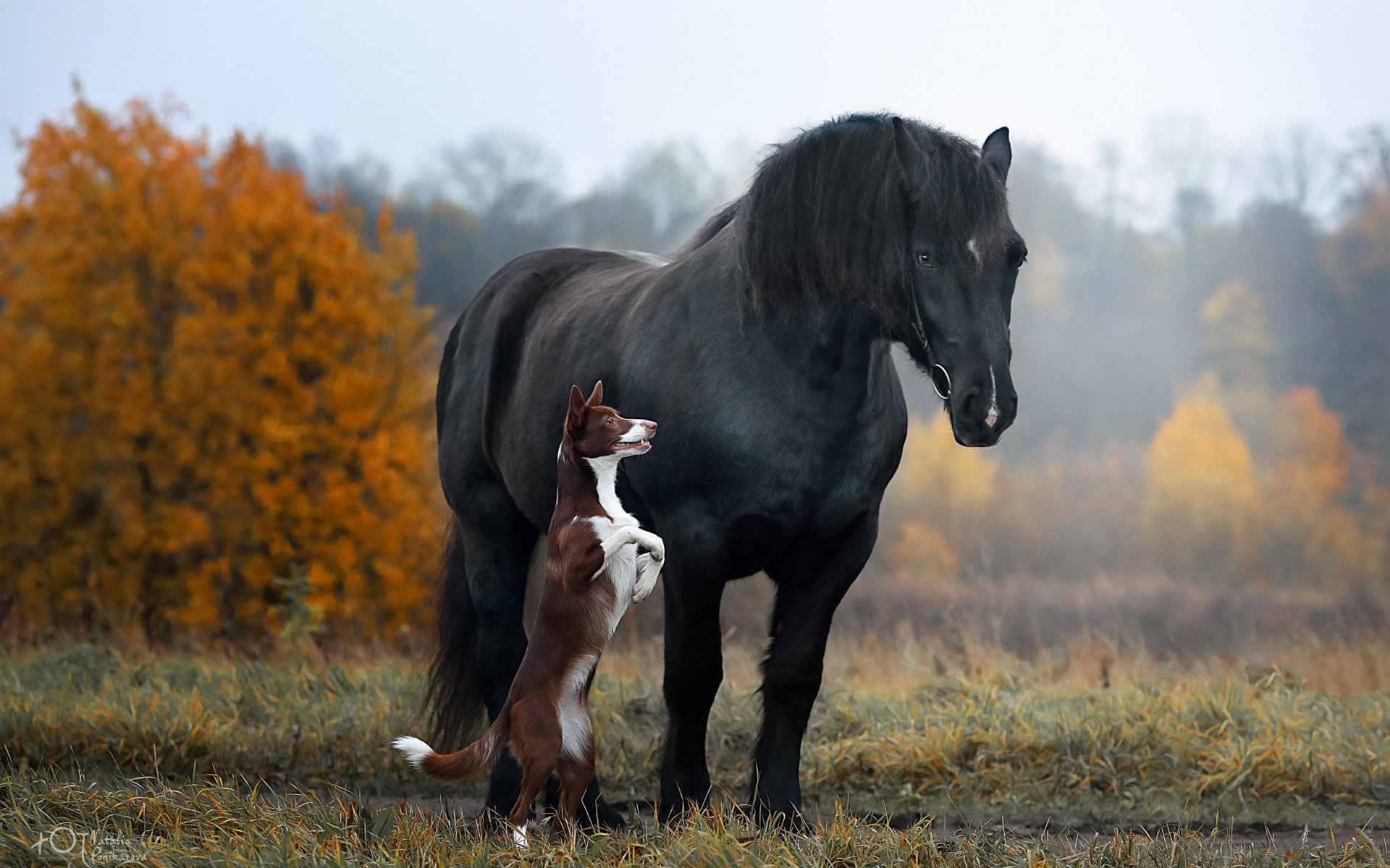 Картинка собака кошка лошадь. Лошадь и собака. Лошади осенью. Осенняя лошадь. Собака конь.