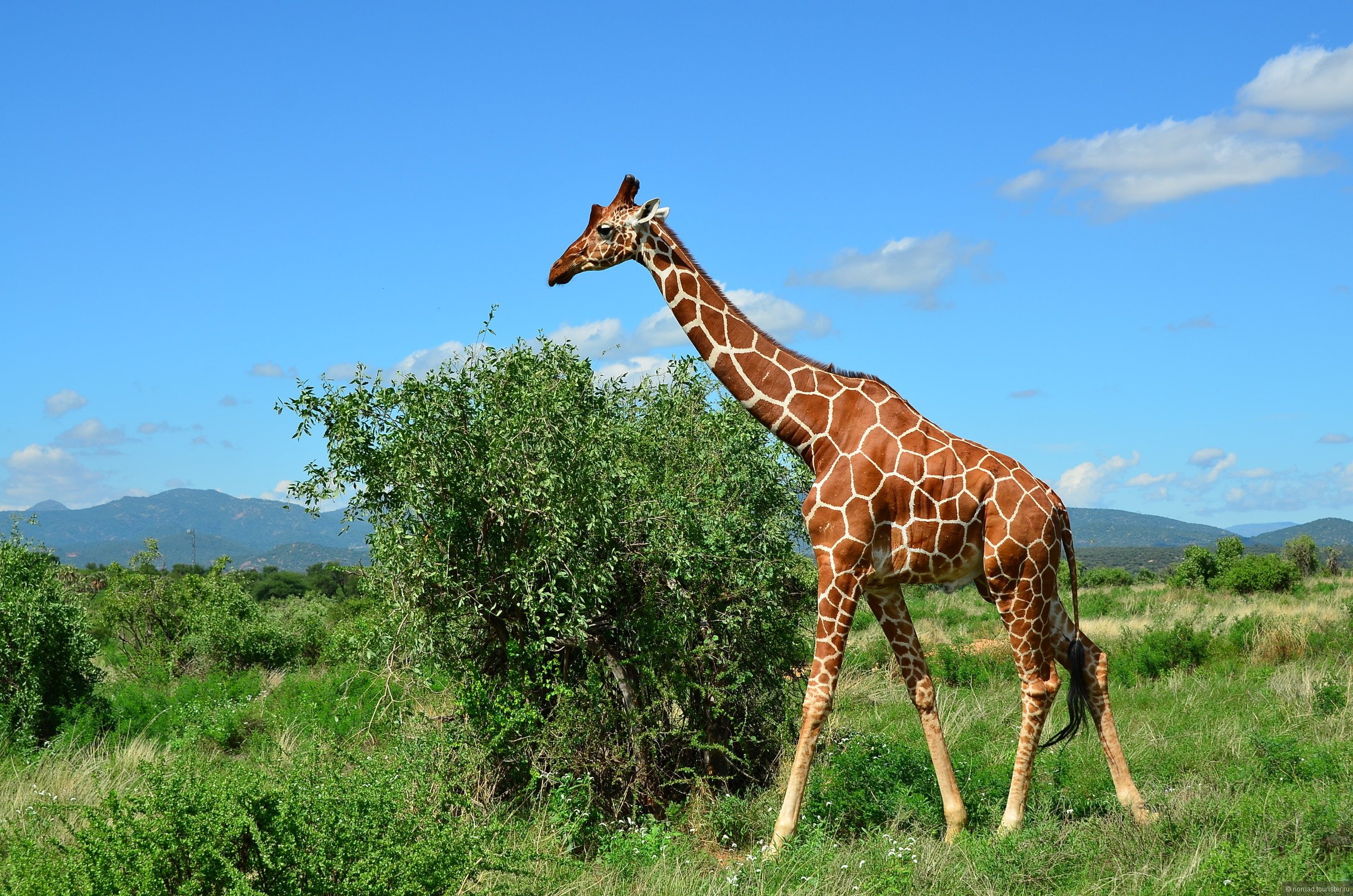 Жираф африканское животное. Масайский Жираф. Нубийский Жираф. Родезийский Жираф. Сомалийский Жираф.